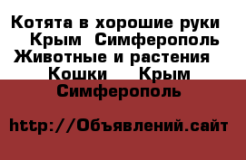 Котята в хорошие руки  - Крым, Симферополь Животные и растения » Кошки   . Крым,Симферополь